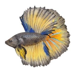 ベタ魚またはシャムファイティングシャムファイティングフィッシュ水彩画、水彩画プリント、すぐに使えるPNG、