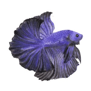 ベタ魚またはシャムファイティングシャムファイティングフィッシュ水彩画、水彩画プリント、すぐに使えるPNG、
