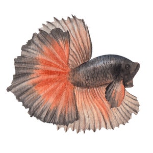 ベタ魚またはシャムファイティングシャムファイティングフィッシュ水彩画、水彩画プリント、すぐに使えるPNG、