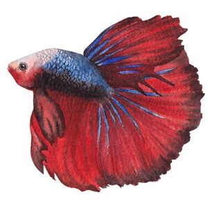 ベタ魚またはシャムファイティングシャムファイティングフィッシュ水彩画、水彩画プリント、すぐに使えるPNG、