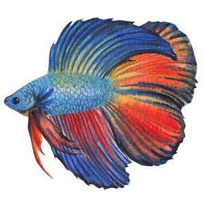 ベタ魚またはシャムファイティングシャムファイティングフィッシュ水彩画、水彩画プリント、すぐに使えるPNG、