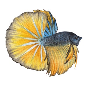 ベタ魚またはシャムファイティングシャムファイティングフィッシュ水彩画、水彩画プリント、すぐに使えるPNG、