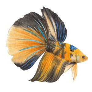 ベタ魚またはシャムファイティングシャムファイティングフィッシュ水彩画、水彩画プリント、すぐに使えるPNG、