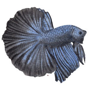 ベタ魚またはシャムファイティングシャムファイティングフィッシュ水彩画、水彩画プリント、すぐに使えるPNG、