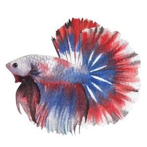 ベタ魚またはシャムファイティングシャムファイティングフィッシュ水彩画、水彩画プリント、すぐに使えるPNG、