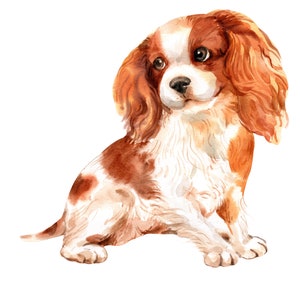 Acquerello del cane Cavalier King Charles Spaniel