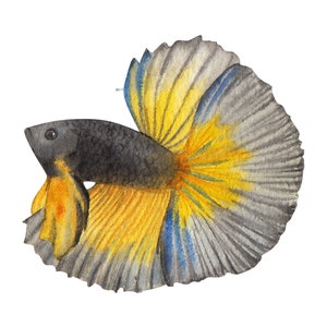 ベタ魚またはシャムファイティングシャムファイティングフィッシュ水彩画、水彩画プリント、すぐに使えるPNG、