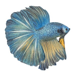 ベタ魚またはシャムファイティングシャムファイティングフィッシュ水彩画、水彩画プリント、すぐに使えるPNG、