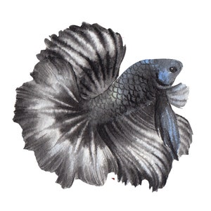 ベタ魚またはシャムファイティングシャムファイティングフィッシュ水彩画、水彩画プリント、すぐに使えるPNG、