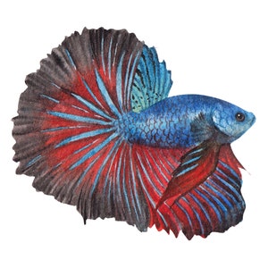 ベタ魚またはシャムファイティングシャムファイティングフィッシュ水彩画、水彩画プリント、すぐに使えるPNG、
