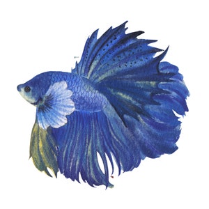 ベタ魚またはシャムファイティングシャムファイティングフィッシュ水彩画、水彩画プリント、すぐに使えるPNG、