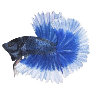 ベタ魚またはシャムファイティングシャムファイティングフィッシュ水彩画、水彩画プリント、すぐに使えるPNG、