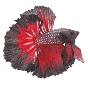 ベタ魚またはシャムファイティングシャムファイティングフィッシュ水彩画、水彩画プリント、すぐに使えるPNG、