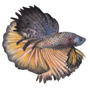 ベタ魚またはシャムファイティングシャムファイティングフィッシュ水彩画、水彩画プリント、すぐに使えるPNG、