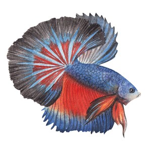 ベタ魚またはシャムファイティングシャムファイティングフィッシュ水彩画、水彩画プリント、すぐに使えるPNG、