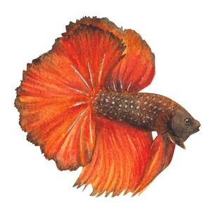 ベタ魚またはシャムファイティングシャムファイティングフィッシュ水彩画、水彩画プリント、すぐに使えるPNG、