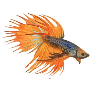 ベタ魚またはシャムファイティングシャムファイティングフィッシュ水彩画、水彩画プリント、すぐに使えるPNG、