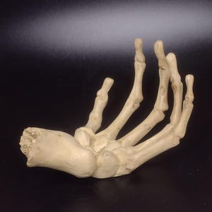 May include: A cream-colored skeletal hand sculpture featuring detailed finger bones and a wrist section. The hand is positioned in an open, cupped shape with the fingers slightly curved upward, displaying a realistic bone texture and off-white finish.