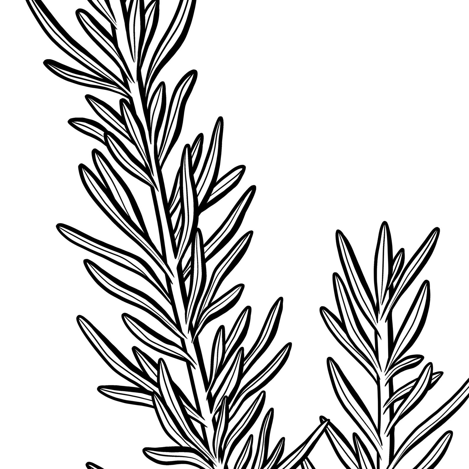 Set of 6 herb prints kitchen print set herb line art Etsy