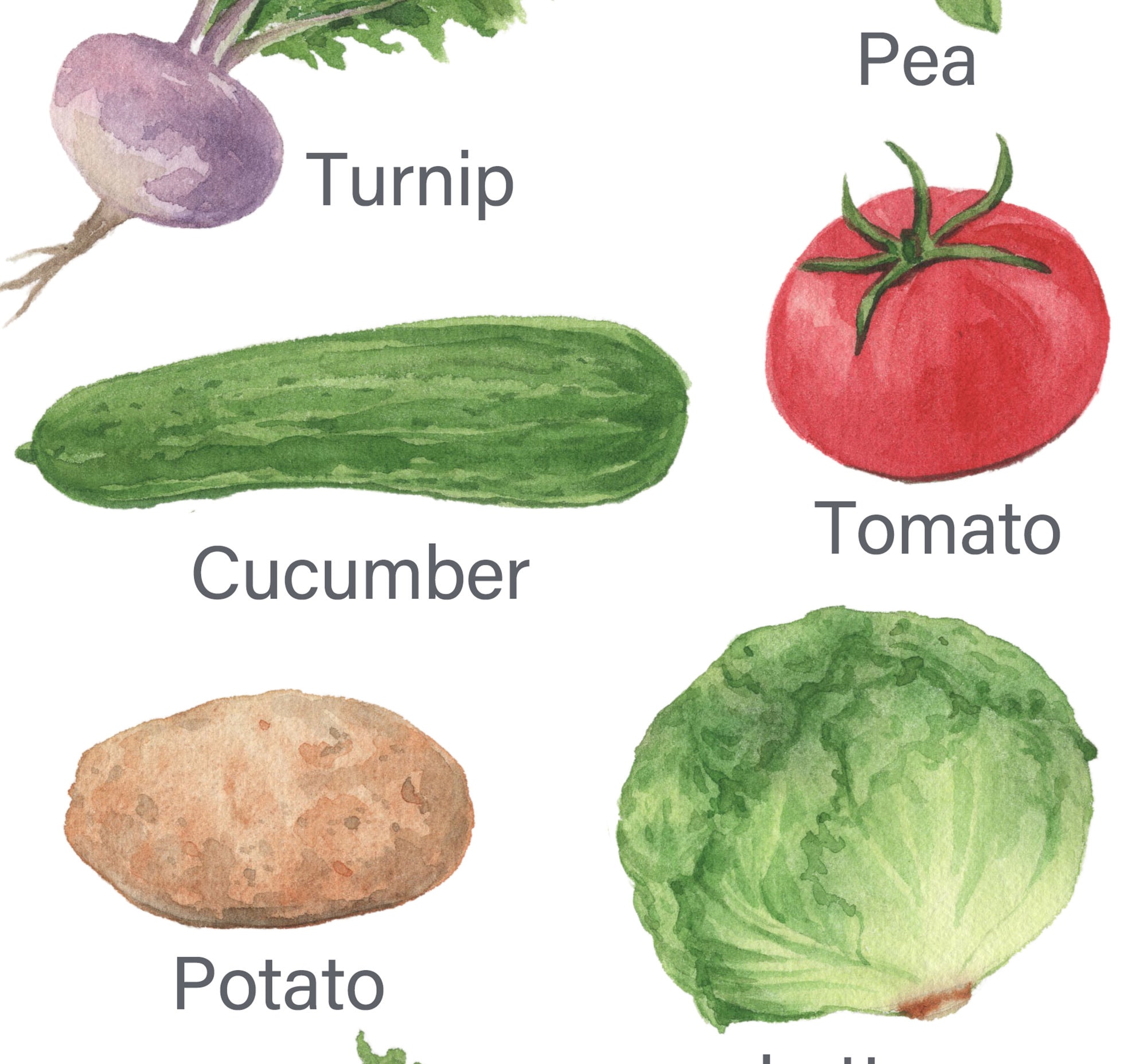 Educational Vegetables Chart Printable Classroom Learning Etsy
