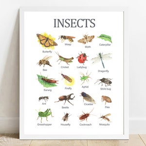 Insects Bugs, Educational Printable Wall Art, Learning Home School, Preschool Poster, Butterfly Print, Beetle, Ladybug