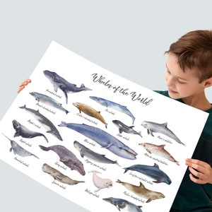 Whales Wall Art, Whales poster, Kids Children Learning, Homeschool poster, Nursery decor, Learning Home School, Preschool Poster