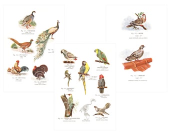 Gravuras de pássaros antigos com pavão, faisão, papagaio, etc. Download digital para emolduramento, arte de parede para sala de estar