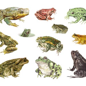 May include: A selection of watercolour illustrations of different frog species. The frogs are shown in various colours, including green, brown, red, and yellow, and in different poses, some sitting, and some appearing to be swimming.
