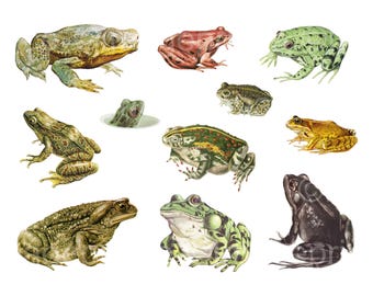 May include: A collection of watercolor illustrations of various frog species. The frogs are depicted in different colors, including green, brown, red, and yellow, and in various poses, some sitting, and some appearing to be swimming.