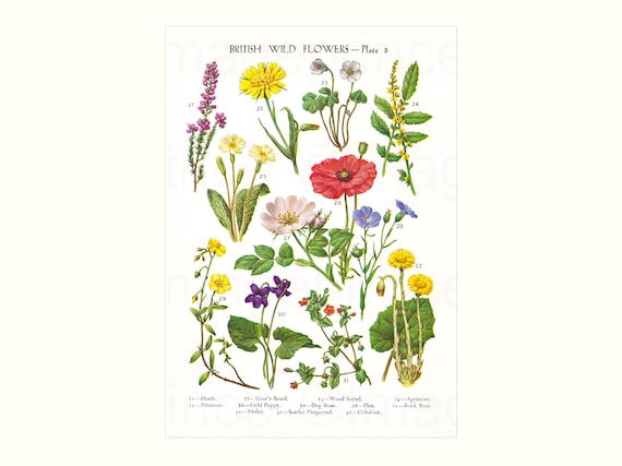 British Wild Flower Illustrations, Printable Botanical Pages