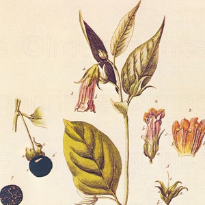 May include: A botanical illustration of a plant with pink and orange flowers, green leaves, and dark blue berries. The illustration is labeled with numbers and letters.