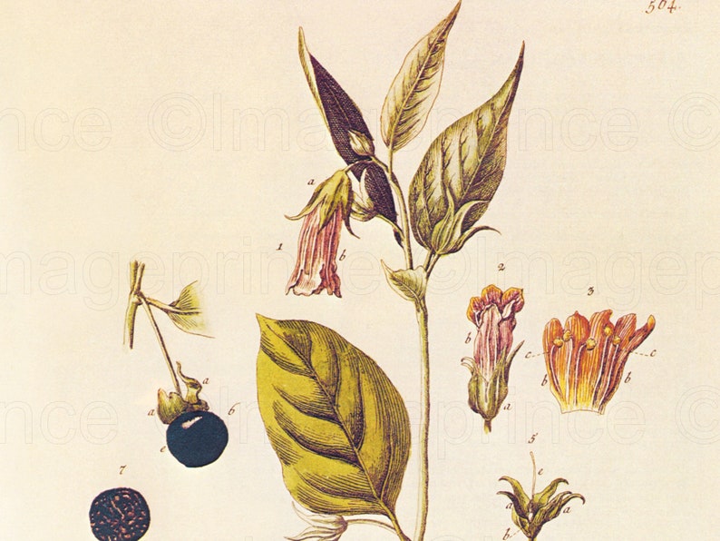 May include: A botanical illustration of a plant with pink and orange flowers, green leaves, and dark blue berries. The illustration is labeled with numbers and letters.