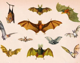 May include: A vintage illustration featuring various bat species in flight and at rest. The bats display a range of colors, including brown, yellow, green, and gray, with outstretched wings. The artwork is set against a pale pink background.