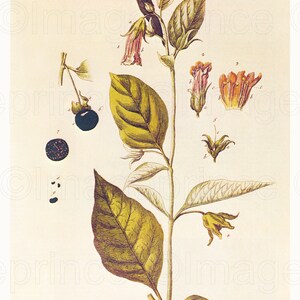 May include: A botanical illustration of Belladonna, also known as Deadly Nightshade, with a detailed depiction of the plant's leaves, flowers, and berries. The illustration is labeled with the scientific name "Belladonna" and the German name "Toll-Kirschen" with the text "Frucht Beer".