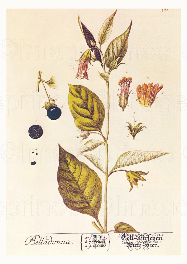 May include: A botanical illustration of Belladonna, also known as Deadly Nightshade, with a detailed depiction of the plant's leaves, flowers, and berries. The illustration is labeled with the scientific name "Belladonna" and the German name "Toll-Kirschen" with the text "Frucht Beer".