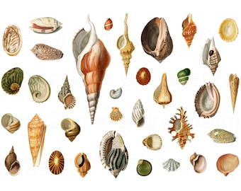May include: A collection of various seashells in different shapes, sizes, and colors, including brown, orange, white, and green. The image showcases a variety of sea shells, perfect for coastal decor or craft projects.
