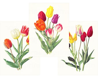 Impressions de tulipes, lot numérique de 3 oeuvres d'art murales, décoration printanière, téléchargement immédiat, cadeau de fête des mères
