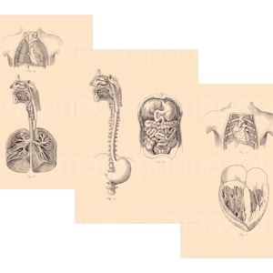 Antieke biologieposters, menselijk hart, longen en spijsverteringskanaal, set van 3 anatomische kaarten, digitale download, A3-, A4-formaten