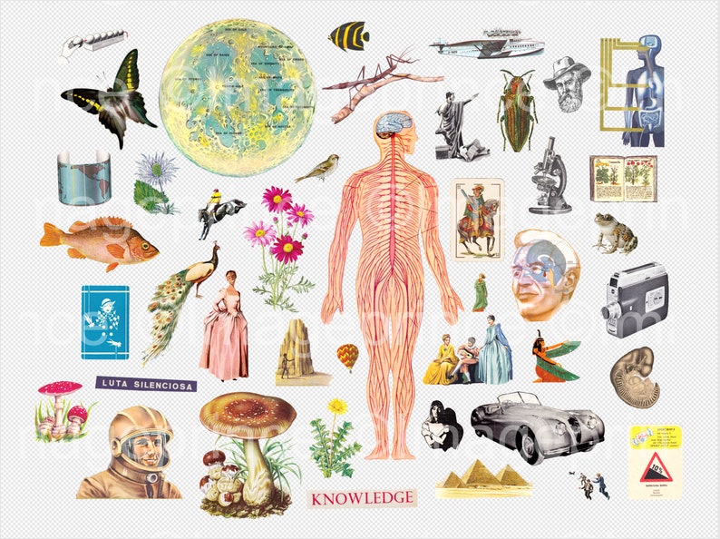 K&ouml;nnte beinhalten: Eine Collage aus Bildern mit einem menschlichen Nervensystem, einem Pfau, einem Pilz, einem Frosch, einem Schmetterling, einem Mond, einem Auto, einem Buch, einem Mikroskop, einer Kamera, einem Vogel, einer Blume, einem Fisch, einer Pyramide, einem Hei&szlig;luftballon, einem Mann, einer Frau und dem Wort "WISSEN".