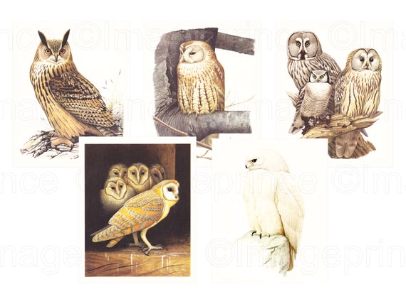 Vintage owl illustrations Printable wall art Digital | Etsy
