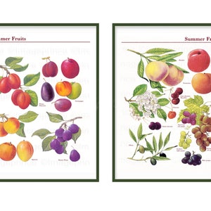 Vintage Früchte - Pflaumen, Pfirsiche, Trauben, Kirschen, 2er Set, Botanische Karte, Küchen Wandkunst, Sofortiger Download