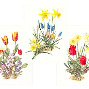 May include: A collection of four watercolor paintings depicting spring flowers. The paintings feature yellow daffodils, blue grape hyacinths, red tulips, and white and yellow narcissus.