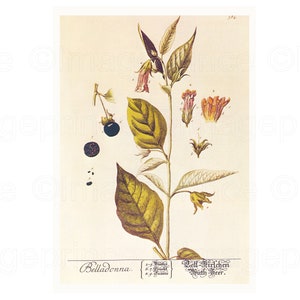 May include: A botanical illustration of Belladonna, also known as Deadly Nightshade, with the text "Toll Kirchens  T&ouml;dth Beer." The illustration shows the plant's leaves, flowers, and berries.