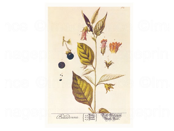Deadly Nightshade Botanical Print, Vintage Belladonna Art (Digital Download)