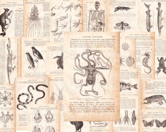 Biology book pages, vintage anatomy, digital JPGs, antique French zoology ephemera from 1800s, instant download, set of 23 prints.