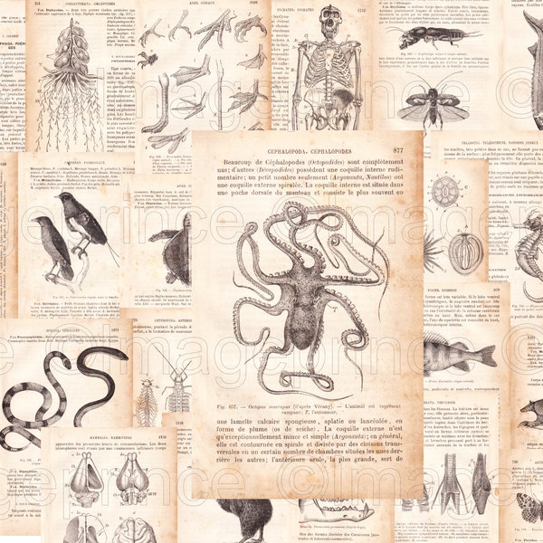 Biology book pages, vintage anatomy, digital JPGs, antique French zoology ephemera from 1800s, instant download, set of 23 prints.