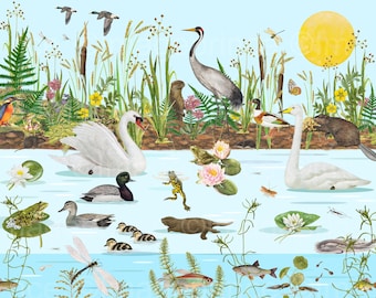 May include: A colorful illustration of a pond ecosystem with a variety of animals and plants.  The pond is surrounded by green reeds and cattails.  There are two swans, a crane, a beaver, ducks, frogs, fish, dragonflies, and a butterfly.  The sun is shining brightly in the sky.