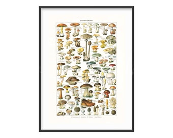 Antique Mushrooms printable for wall decor, Adolphe Millot botanical chart, Instant download, Kitchen wall decor, A4 and A3 sizes