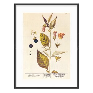 Deadly Nightshade Botanical Print, Vintage Belladonna Art (Digital Download) image 4