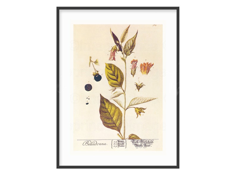 Deadly Nightshade Botanical Print, Vintage Belladonna Art (Digital Download) image 4